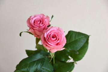 Obraz premium ピンクのばら