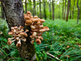Mushrooms growing on a tree trunk in a lush forest during daytime in summer