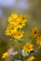 beautiful yellow sunflower (Helianthus tuberosus) flowers in daylight