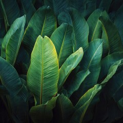 Fototapeta premium Lush green tropical leaves, close-up