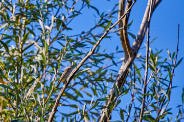 a small bird sitting on a tree branch