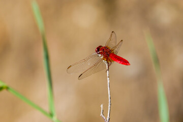 A red dragonfly on a plant sits in the sunlight.