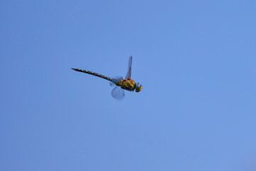 a dragonfly in flight with a blurred background