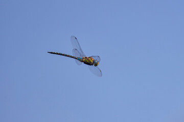 a dragonfly in flight with a blurred background
