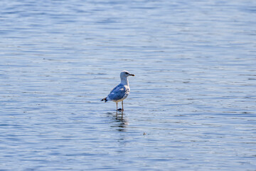 a seagull sitting on water on a sunny day