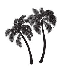 coconut palm tree, palm, tree, tropical, coconut, beach, isolated, nature, plam tree, plam tree silhouette.  