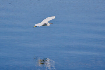 (Ardea alba) in flight over a lake on a sunny day