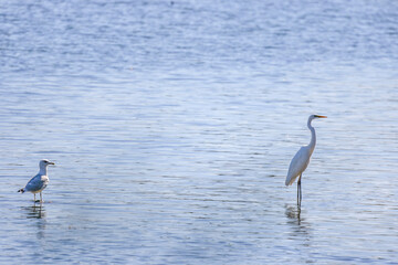 (Ardea alba) standing on a lake on a sunny day