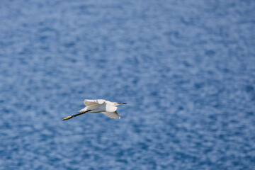 (Ardea alba) in flight over a lake on a sunny day