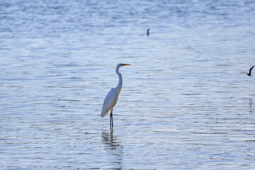 (Ardea alba) standing on a lake on a sunny day