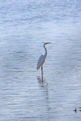 (Ardea alba) standing on a lake on a sunny day