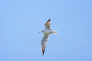 a seagull fly on sky on a sunny day