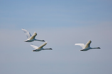 a group of swans flying in the sky
