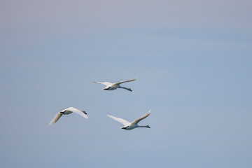 a group of swans flying in the sky