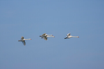 a group of swans flying in the sky