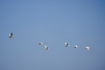 a group of swans flying in the sky