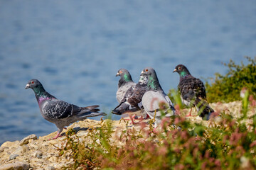 a group of pigeons are resting near a body of water