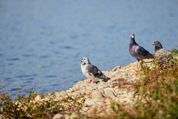 a group of pigeons are resting near a body of water