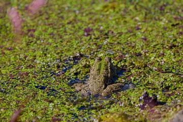 bullfrog in water camouflaged in vegetation
