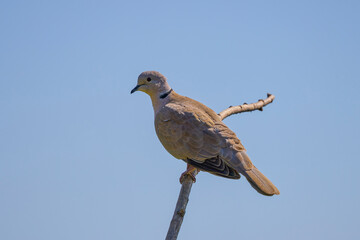 Streptopelia decaocto standing on a branch with blurred background