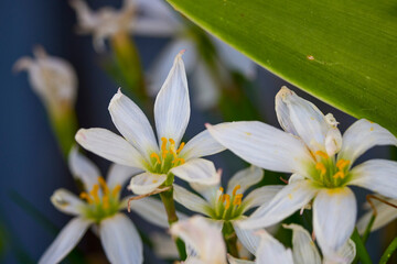 Fototapeta premium clouseup with Zephyranthes Candida in bloom
