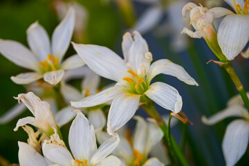 clouseup with Zephyranthes Candida in bloom