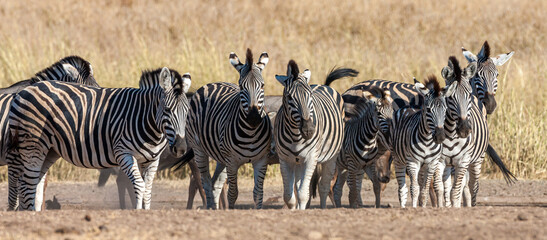 South Africa, Kruger National Park, Burchell's Zebra (Equus quagga burchellii)