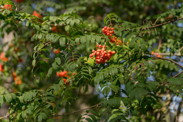 Rowan tree, Rowan tree in nature