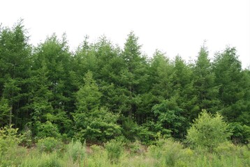 Larix gmelinii var. olgensis, the Korean larch, is a deciduous conifer native to Korea, Siberia,...