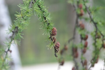 Larix gmelinii var. olgensis, the Korean larch, is a deciduous conifer native to Korea, Siberia, and China, reaching 37m tall, with golden yellow needles in autumn and cones with non reflexed scales. 