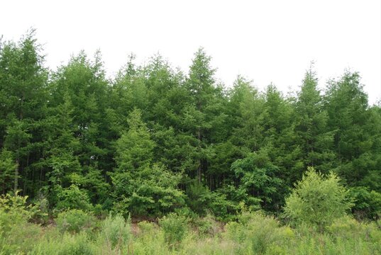 Larix gmelinii var. olgensis, the Korean larch, is a deciduous conifer native to Korea, Siberia, and China, reaching 37m tall, with golden yellow needles in autumn and cones with non reflexed scales. 