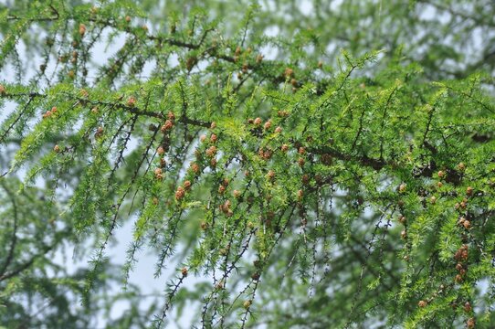 Larix gmelinii var. olgensis, the Korean larch, is a deciduous conifer native to Korea, Siberia, and China, reaching 37m tall, with golden yellow needles in autumn and cones with non reflexed scales. 