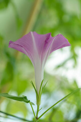 毎日咲く朝顔