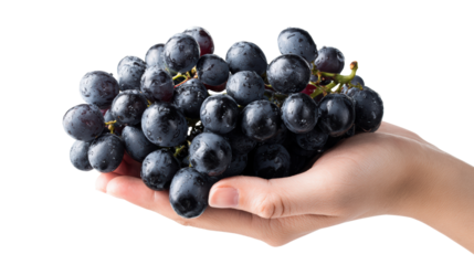 Fresh black grapes held in a hand, on a white isolation background.