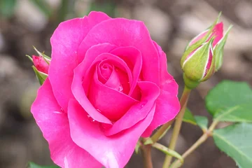 Selbstklebende Fototapeten Pink 植物　６月の花  © mono31.u 