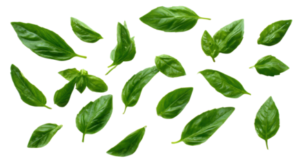 Fresh green basil leaves arrangement on a white background.