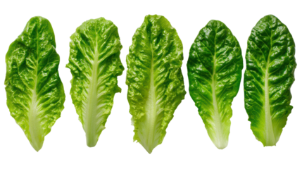 Fresh green romaine lettuce leaves arranged neatly, isolated on a white background.