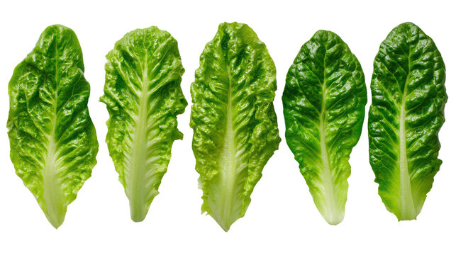 Fresh green romaine lettuce leaves arranged neatly, isolated on a white background.
