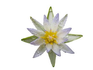 a single water lily flower, likely from the Nymphaea genus, png 