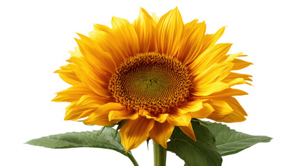 Fototapeta premium Vibrant sunflower with yellow petals and green leaves, isolated on white background.