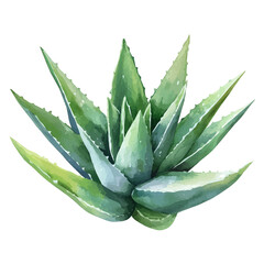 Aloe Vera, watercolor drawing vector, isolated on a white background.