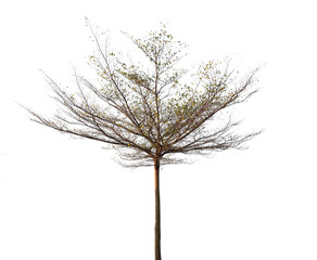 Fototapeta premium dead tree isolated on white background