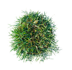 green grass on white background
