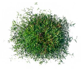 green grass on white background isolated