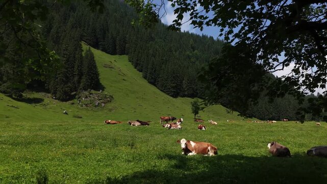Aerial view of a herd of cows resting in an alpine meadow, Switzerland