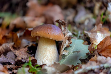 Selective focus of wild bolete mushroom in the wood, Boletus edulis is a basidiomycete fungus and the type species of the genus Boletus, Penny bun fungus in the forest, Natural Autumn background.
