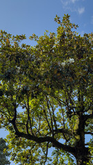 Vertical view of flowering magnolia tree branches against blue sky, natural background with green leaves and white blossoms