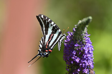 Butterfly 2022-18
Zebra Swallowtail (Eurytides marcellus)