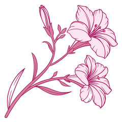 french marigold pink on white background 