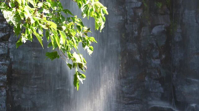 真夏の日差しの中、揺れる草木と流れる滝（佐賀県唐津市／納所地区／男滝）